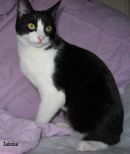 Sabrina's profile on Petfinder.com