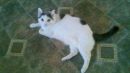 Thumbelina's profile on Petfinder.com