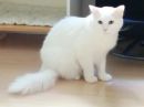 Cory's profile on Petfinder.com