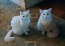 Crystal's profile on Petfinder.com