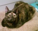 Triscuit's profile on Petfinder.com