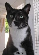Clark's profile on Petfinder.com