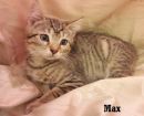 Max's profile on Petfinder.com