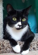 Bree's profile on Petfinder.com
