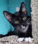 Timothy's profile on Petfinder.com