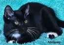 Anthony's profile on Petfinder.com
