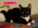 Jo Jo's profile on Petfinder.com