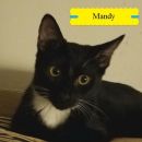 Mandy's profile on Petfinder.com