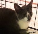 August's profile on Petfinder.com