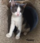 Sunny's profile on Petfinder.com
