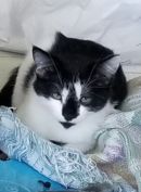 Captain Jack's profile on Petfinder.com
