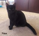 Nina's profile on Petfinder.com