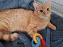 Rudy's profile on Petfinder.com