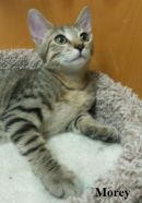 Morey's profile on Petfinder.com