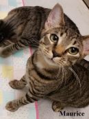 Maurice's profile on Petfinder.com