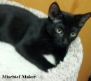 Mischief Maker's profile on Petfinder.com