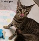 Montague's profile on Petfinder.com