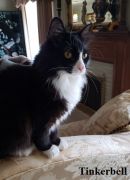 Tinkerbell's profile on Petfinder.com