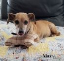 Max's profile on Petfinder.com